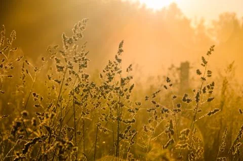 The sun's rays break through the lush grass. thick morning fog Stock Photos