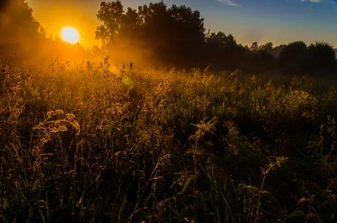 The sun's rays break through the lush grass. thick morning fog Stock Photos