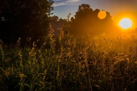 The sun's rays break through the lush grass. thick morning fog Stock Photos