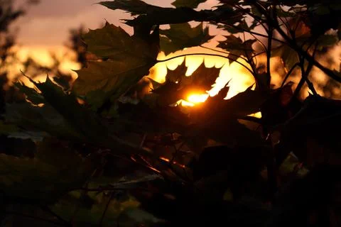 The sun's rays break through the maple foliage at sunset Stock Photos