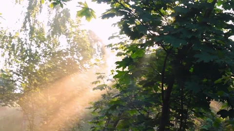 The sun's rays break through oak leaves and fog Stock Footage 135238282