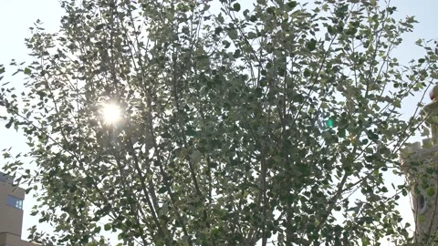 Sun's Rays break Through the Poplar Trees Stock Footage 134284214