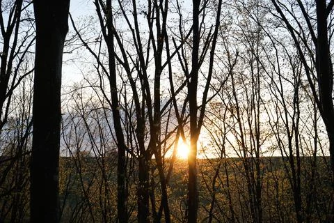 The sun's rays break through the tree trunks. Sunset in the spring forest aga Stock Photos