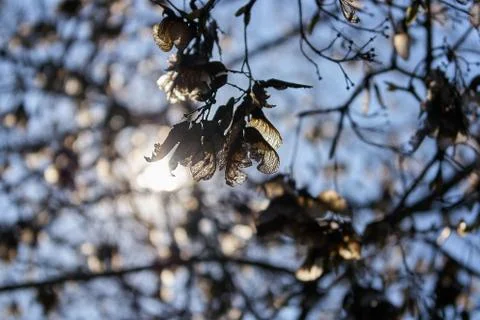 The sun's rays break through the trees, beautiful sunlight Stock Photos
