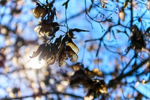 The sun's rays break through the trees, beautiful sunlight Stock Photos