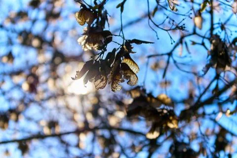The sun's rays break through the trees, beautiful sunlight Stock Photos