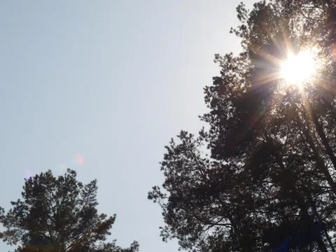 The sun's rays break through the treetops Stock Photos