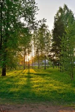 The sun's rays breaking through the branches in the birch grove Stock Photos