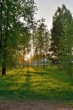 The sun's rays breaking through the branches in the birch grove Stock Photos