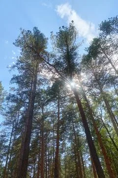 Sun's rays breaking through the branches of pine trees Stock Photos