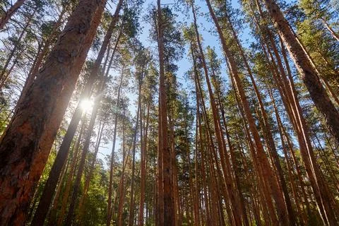 Sun's rays breaking through the branches of pine trees Stock Photos