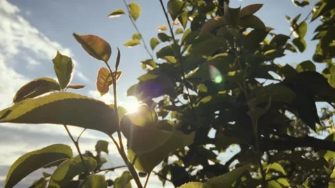 The sun's rays breaking through the dense green leaves Stock Footage 317048012