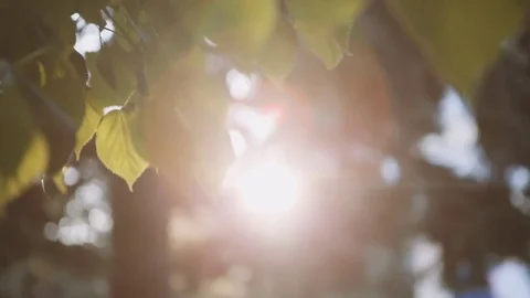 Sun's rays breaking through the leaves of the tree Vídeos de archivo 76760158