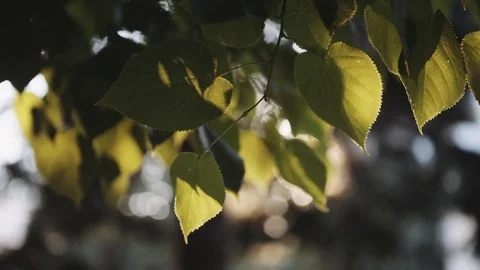 Sun's rays breaking through the leaves of the tree 스톡 동영상 76760242