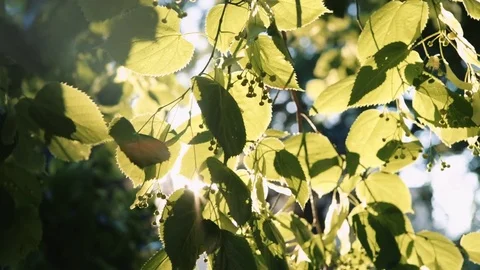 Sun's rays breaking through the leaves of the tree Stock-Footage 76760428