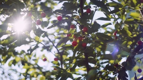 Sun's rays breaking through the leaves of a cherry blossom tree Vídeo Stock 76780841