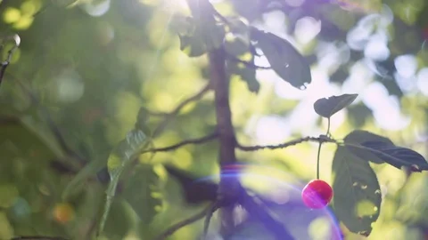 Sun's rays breaking through the leaves of a cherry blossom tree 스톡 동영상 76780931