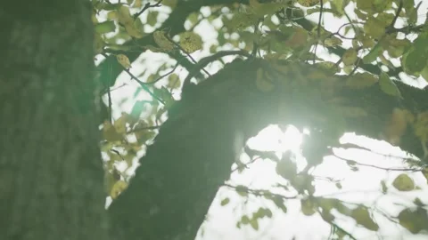 Sun's Rays Breaking Through The Leaves Of The Tree Stock Footage 273563752