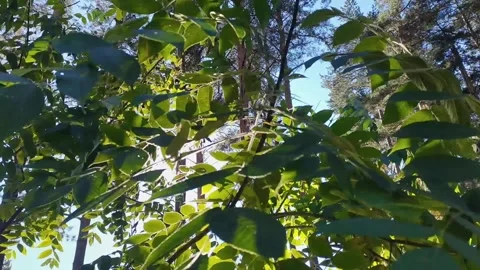 Sun's rays breaking through the lush green foliage, close-up. Stock Footage 165109435