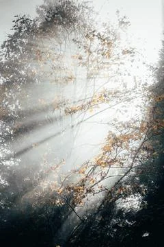 The sun's rays breaking through the thick fog, spruces and branches Stock Photos