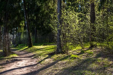 The sun's rays breaking through the thicket of the forest. Stock Photos