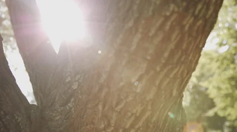 The sun's rays breaking through the tree Stock Footage 54644543