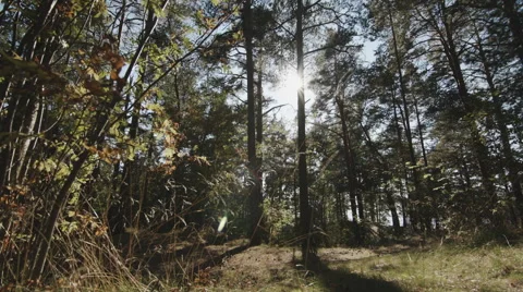 The sun's rays breaking through the trees Stock Footage 54638635