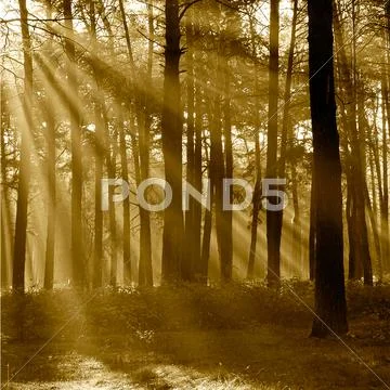 The sun's rays breaking through the trees in the pine forest in autumn. sepia Stock Photos