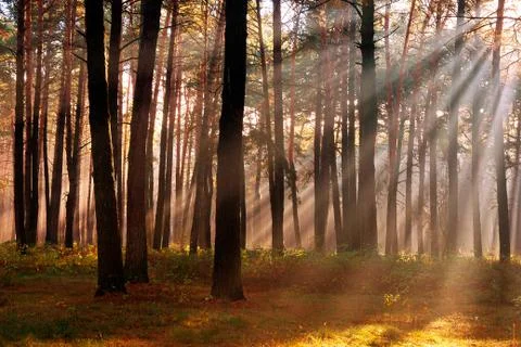 The sun's rays breaking through the trees in the pine forest in autumn Stock Photos