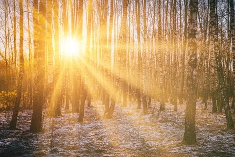 The sun's rays breaking through the trunks of birches and the last non-melt.. Stock Photos