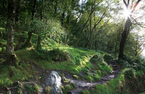 Sun's rays breaking through the wet forest. Fotos de archivo