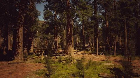 Sun's rays casting a warm glow on the park's trees Ilustração Stock