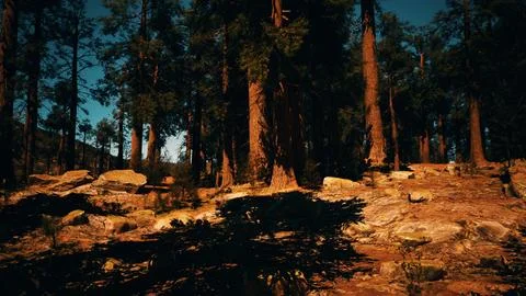 Sun's rays casting a warm glow on the park's trees Ilustração Stock