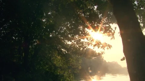 The sun's rays cross the tree and shine through the foliage against the backdrop Vídeo Stock 107332951