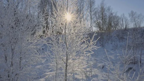 The sun's rays dumped snow branches Stock Footage 71422013
