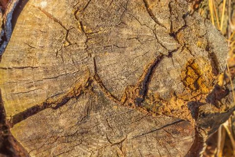 The sun's rays fall on the annual ring of wood in March Stock Photos