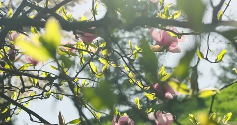 Sun's rays fall on branches with blooming pink magnolia. Backdrop, background Vídeos de archivo 273336130