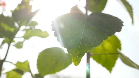 Sun's rays fall on a green leaf with drops of water. Close-up Stock-Footage 127698895