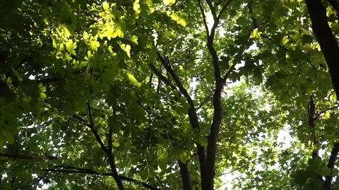 The sun's rays fall on green leaves, a large tall tree, relaxation, park Stock Footage 244318678