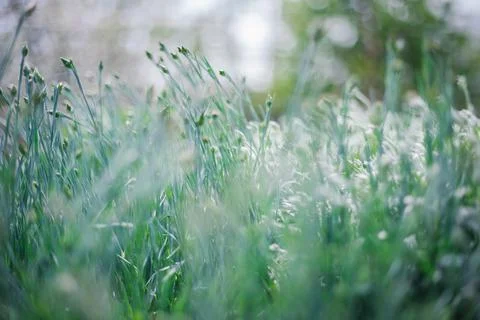 The sun's rays fall on the lush green grass. Natural texture and background. Stock Photos