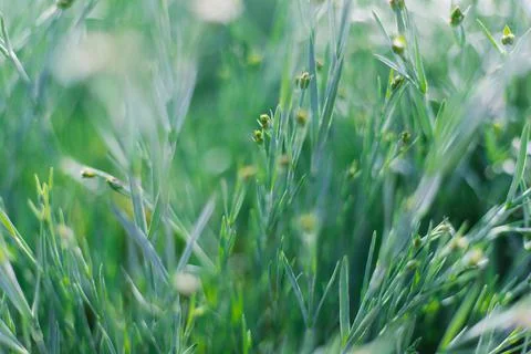 The sun's rays fall on the lush green grass. Foto stock