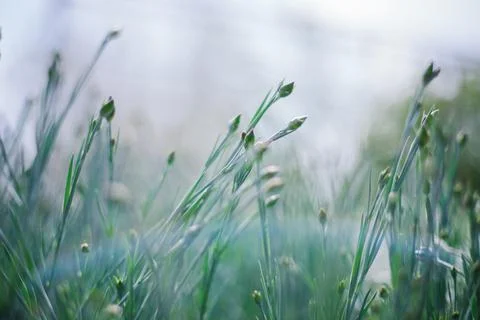 The sun's rays fall on the lush green grass. Natural texture and background. Stock Photos