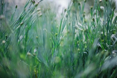The sun's rays fall on the lush green grass. Natural texture and background. Stock Photos