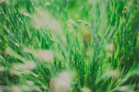 The sun's rays fall on the lush green grass. Stock Photos