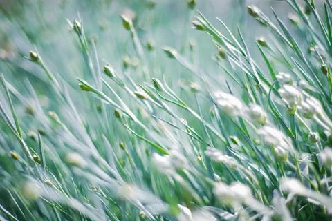 The sun's rays fall on the lush green grass. Natural texture and background. Stock-Fotos