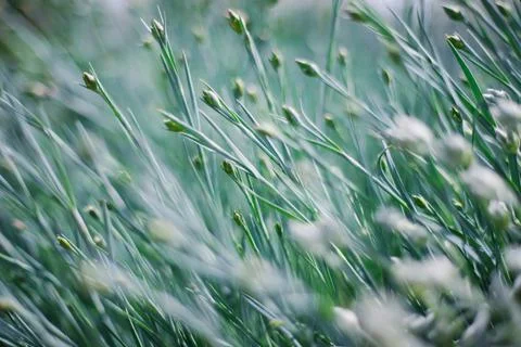 The sun's rays fall on the lush green grass. Natural texture and background. Stock Photos