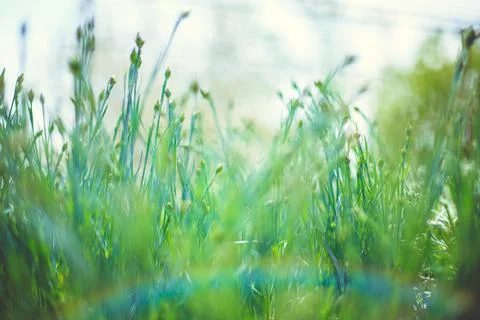The sun's rays fall on the lush green grass. Stock Photos