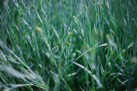 The sun's rays fall on the lush green grass. Natural texture and background. Stock Photos
