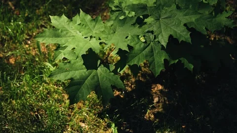 The sun's rays fall on maple leaves located close to the ground. Very cool light Stock Footage 339773425
