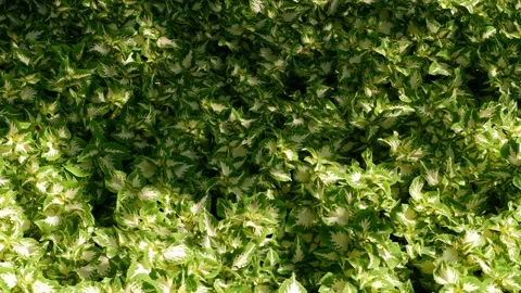 The sun's rays fall on the plants. Nature. 4k. Stock Footage 158642079